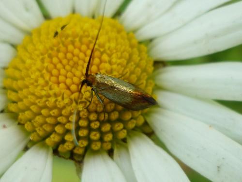 Nemophora cupriacella